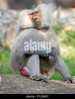 A baboon resting on a rock in a similar position to a human resting. Stock Photo