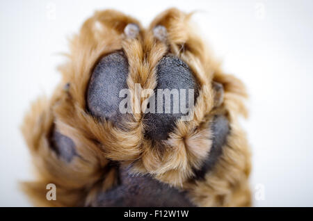 Cute English Cocker Spaniel puppy in front of a white background paw closeup Stock Photo