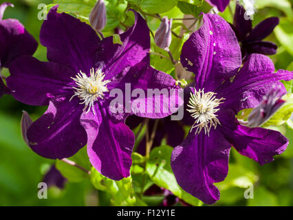 Clematis 'Rouge Cardinal' Stock Photo