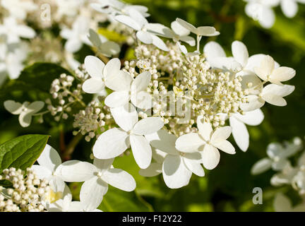 Hydrangea (Hydrangea paniculata 'Praecox') Stock Photo