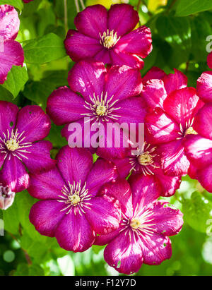 Clematis 'Ville de Lyon' Stock Photo