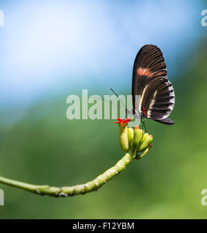 The Red postman butterfly (Heliconius erato) feeding on garden flowers Stock Photo