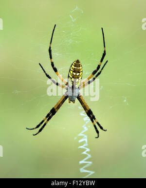 Black and Yellow Garden spider (Argiope aurantia) making a web Stock Photo