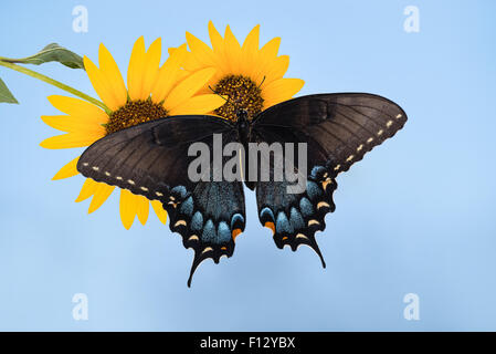 Eastern Tiger Swallowtail butterfly (Papilio glaucus) on sunflowers against blue sky Stock Photo