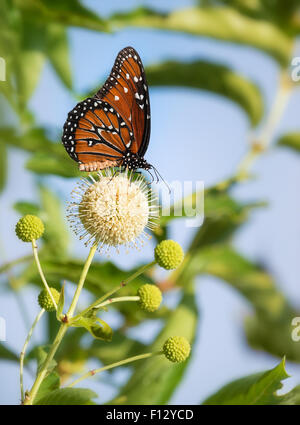 Queen butterfly (Danaus gilippus) feeding on buttonbush flowers Stock Photo
