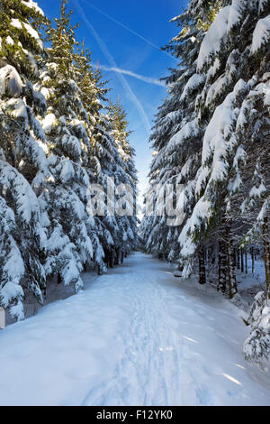 A track through a beautiful forest in winter. Photographed in the Hautes Fagnes (Hoge Venen, Hohes Venn, High Fens) in the east Stock Photo