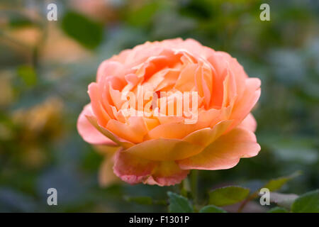 Rosa 'Lady of Shalott'. Double orange-red rose. Stock Photo