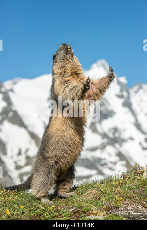 Alpine marmot (Marmota marmota) standing in front of Großglockner, High Tauern National Park, Carinthia, Austria
