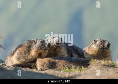 Three alpine marmots (Marmota marmota), High Tauern National Park, Carinthia, Austria Stock Photo