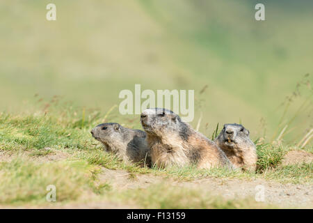 Three alpine marmots (Marmota marmota) peeking out of den, High Tauern National Park, Carinthia, Austria Stock Photo