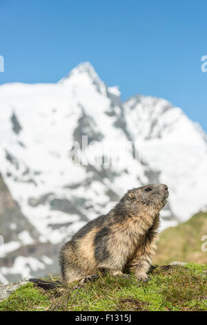 Alpine marmot (Marmota marmota) in front of Großglockner, High Tauern National Park, Carinthia, Austria