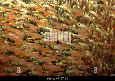 Red Sea, Egypt. 15th Oct, 2014. Glassy Sweepers (Pempheris schomburgkii), Red Sea, Egypt © Andrey Nekrasov/ZUMA Wire/ZUMAPRESS.com/Alamy Live News Stock Photo