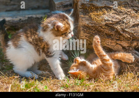 Tabby and ginger tom kittens playing - France. Stock Photo