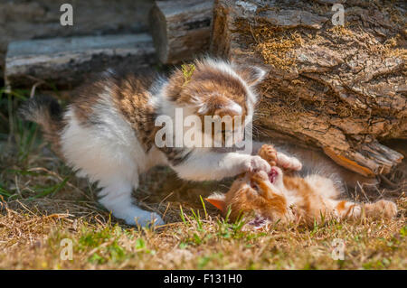 Tabby and ginger tom kittens playing - France. Stock Photo