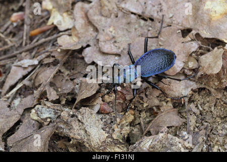 Blue Ground Beetle (Carabus intricatus) Stock Photo