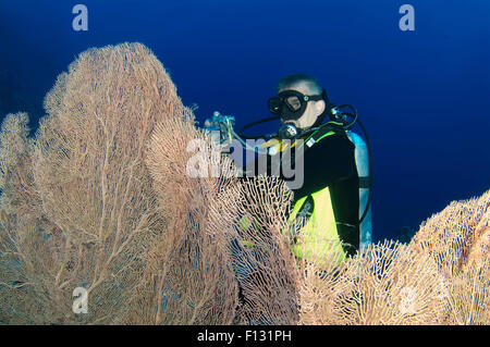 Red Sea, Egypt. 15th Oct, 2014. Diver looking at soft coral Venus fan or Venus sea fan, common sea fan, West Indian sea fan or purple gorgonian seafan (Gorgonia flabellum) in Ras Muhammad National Park, Sinai, Red sea, Egypt, Africa. © Andrey Nekrasov/ZUMA Wire/ZUMAPRESS.com/Alamy Live News Stock Photo