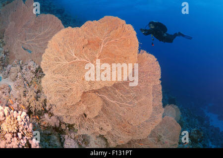 Red Sea, Egypt. 15th Oct, 2014. Diver looking at soft coral Venus fan or Venus sea fan, common sea fan, West Indian sea fan or purple gorgonian seafan (Gorgonia flabellum) in Ras Muhammad National Park, Sinai, Red sea, Egypt, Africa. © Andrey Nekrasov/ZUMA Wire/ZUMAPRESS.com/Alamy Live News Stock Photo