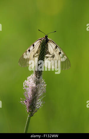 Clouded Apollo (Parnassius mnemosyne). The species is listed as NT (Near Threatened) in the IUCN global red list.