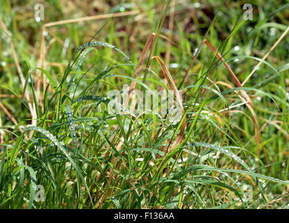 Aberystwyth, Wales, UK. 26th August, 2015. UK Weather - As heavy showers of rain are replaced by bright sunshine, water drops rest on blades of grass in  a field near Aberystwyth, Wales, UK - John Gilbey/Alamy Live News - 26-Aug-2015 © John Gilbey/Alamy Live News Stock Photo