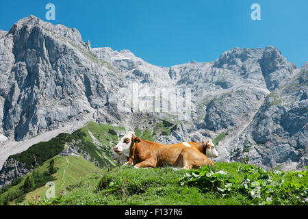 A cow in the Alps, Dachstein, Austria Stock Photo