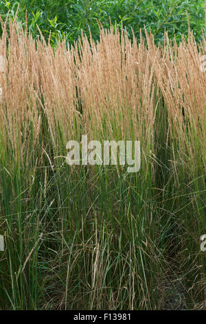 Calamagrostis × acutiflora 'Karl Foerster'. Feather reed grass 'Karl Foerster' Stock Photo