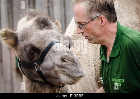 London, UK. 26th Aug, 2015. Zookeepers weigh and measure a 750kg Bactrian Camel during the Zoological Society of London (ZSL) annual animal weigh-in at London Zoo Credit:  Guy Corbishley/Alamy Live News Stock Photo