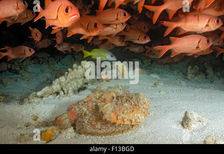 STONEFISH WAITING QUIET IN SAND BOTTOM UNDER A SMALL SCHOOL OF RED SOLDIERFISH Stock Photo