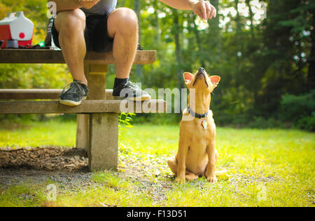 Man feeding his dog Stock Photo