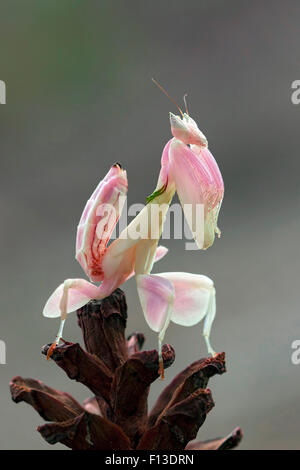 Orchid mantis (hymenopus coronatus) on a plant Stock Photo