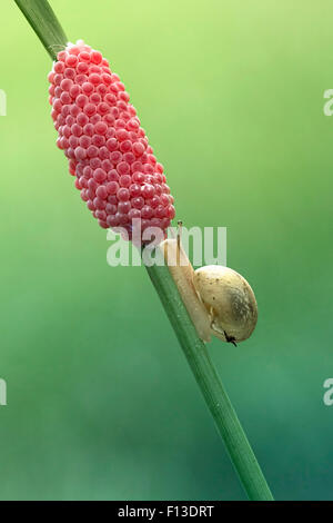 Side view of a snail crawling up a plant Stock Photo