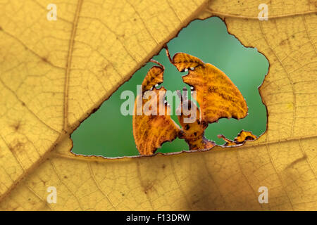 Portrait of a phyllium through leaf Stock Photo
