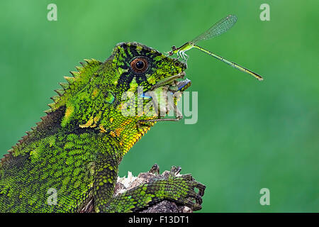 Dragonfly sitting on the nose of a feeding chameleon Stock Photo