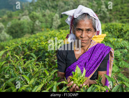 Portrait of a tea picker with a handful of tea leaves Stock Photo