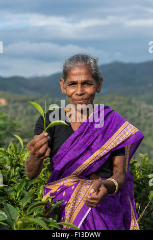 Female tea picker holding freshly picked tea leaves, Sri Lanka Stock Photo