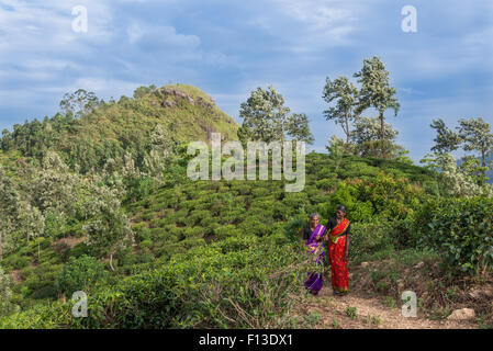 Portrait of two women in a tea plantation Stock Photo