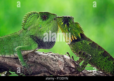 Two chameleons looking at each other Stock Photo