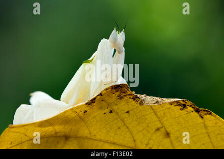 Orchid mantis sitting on a leaf Stock Photo