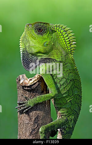 Chameleon crawling up a tree Stock Photo