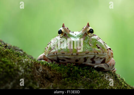 Pacman frog sitting on a rock covered in moss Stock Photo
