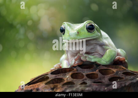 Frog sitting on a dried lotus seed cup Stock Photo