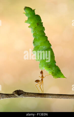 Ant carrying big leaf Stock Photo