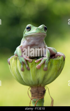 Frog sitting on a dried lotus seed cup Stock Photo