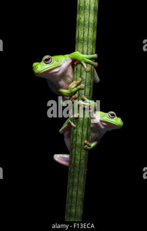 Two frogs climbing up a plant Stock Photo
