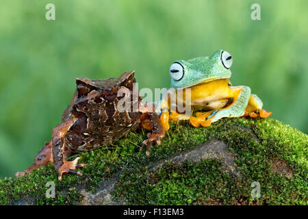 Horned frog and Javan Gliding Tree frog sitting on a moss covered rock, Indonesia Stock Photo