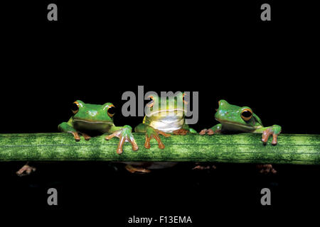 Three tree frogs holding onto a plant stem Stock Photo