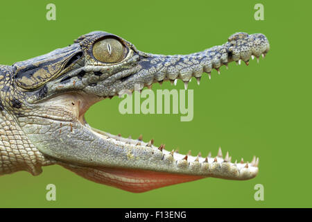 Close up of open mouthed crocodile Stock Photo