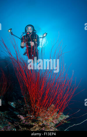 Scuba Diver photographing coral, Barnum Wall, Palau, Micronesia Stock Photo