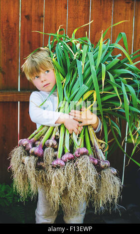 Boy holding freshly picked garlic Stock Photo