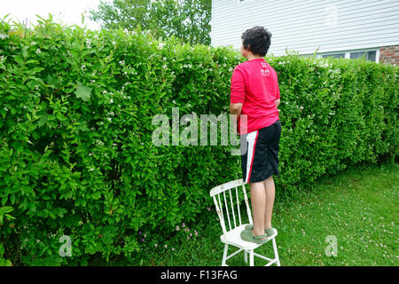 A twelve year old boy standing on a chair and looking over a hedge row fence to see what is on the other side Stock Photo