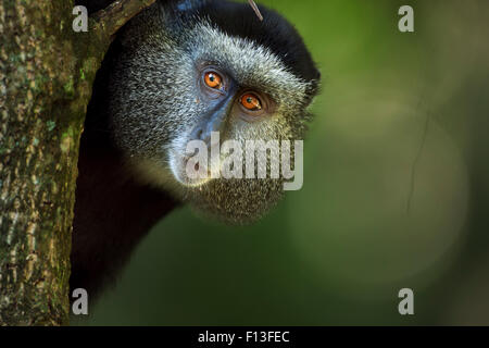 Stulmann's blue monkey (Cercopithecus mitis stuhlmanni) female portrait. Kakamega Forest South, Western Province, Kenya. Stock Photo